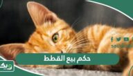 ما حكم بيع وشراء القطط