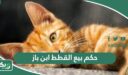حكم بيع القطط ابن باز