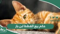 حكم بيع القطط ابن باز