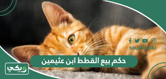حكم بيع القطط ابن عثيمين