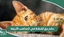 حكم بيع القطط في المذاهب الأربعة