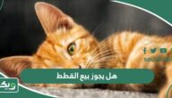 هل يجوز بيع وشراء القطط