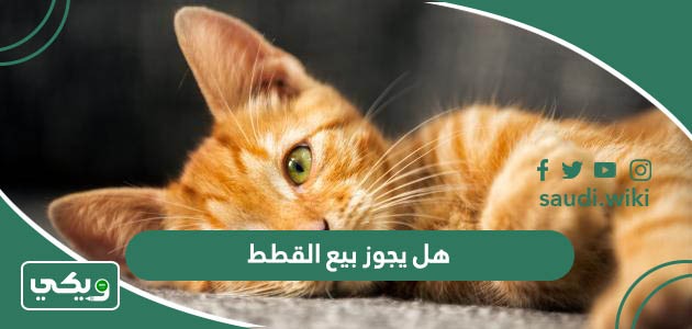 هل يجوز بيع وشراء القطط