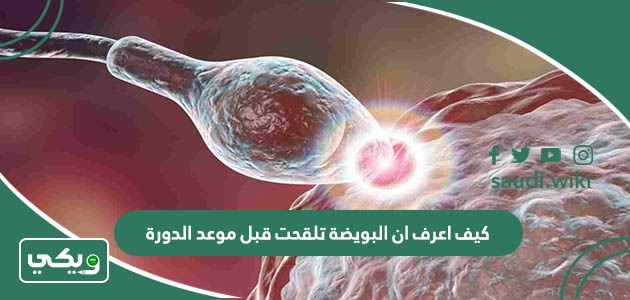 كيف اعرف ان البويضة تلقحت قبل موعد الدورة