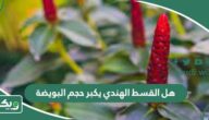 هل القسط الهندي يكبر حجم البويضة