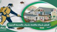 افضل 12 شركة مكافحة حشرات بالمدينة المنورة 2026 الأعلى تقييماً
