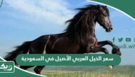 كم سعر الخيل العربي الأصيل في السعودية 2025