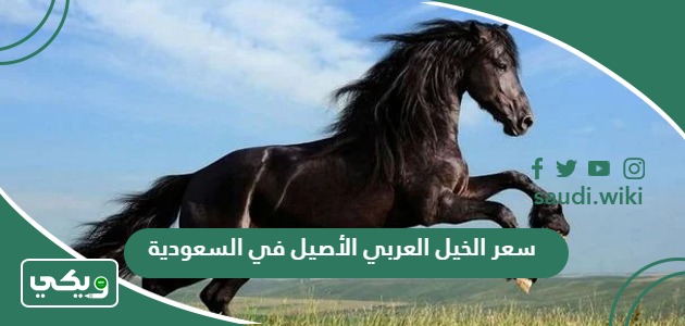كم سعر الخيل العربي الأصيل في السعودية 2025